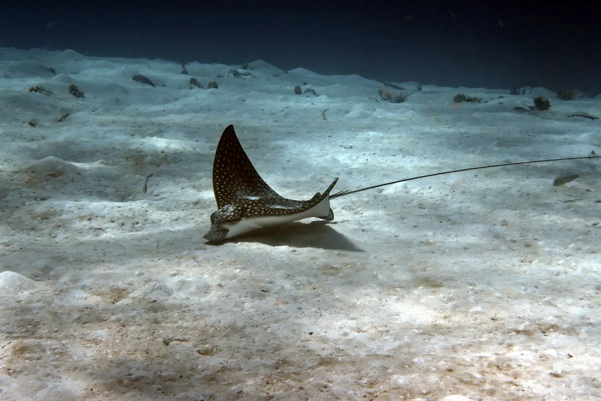 Spotted Eagle Ray