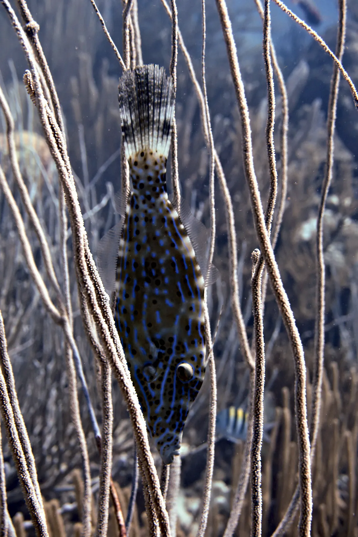 Scrawled Filefish