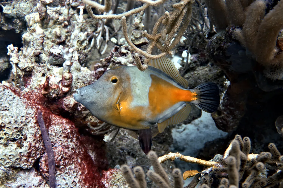 Whitespotted Filefish