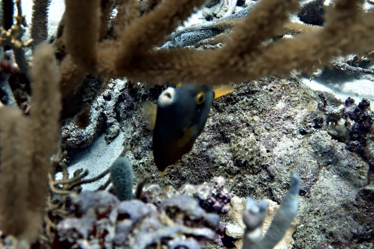 Whitespotted Filefish