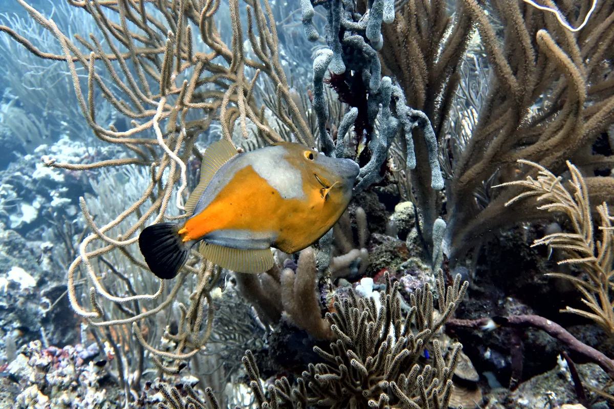 Whitespotted Filefish