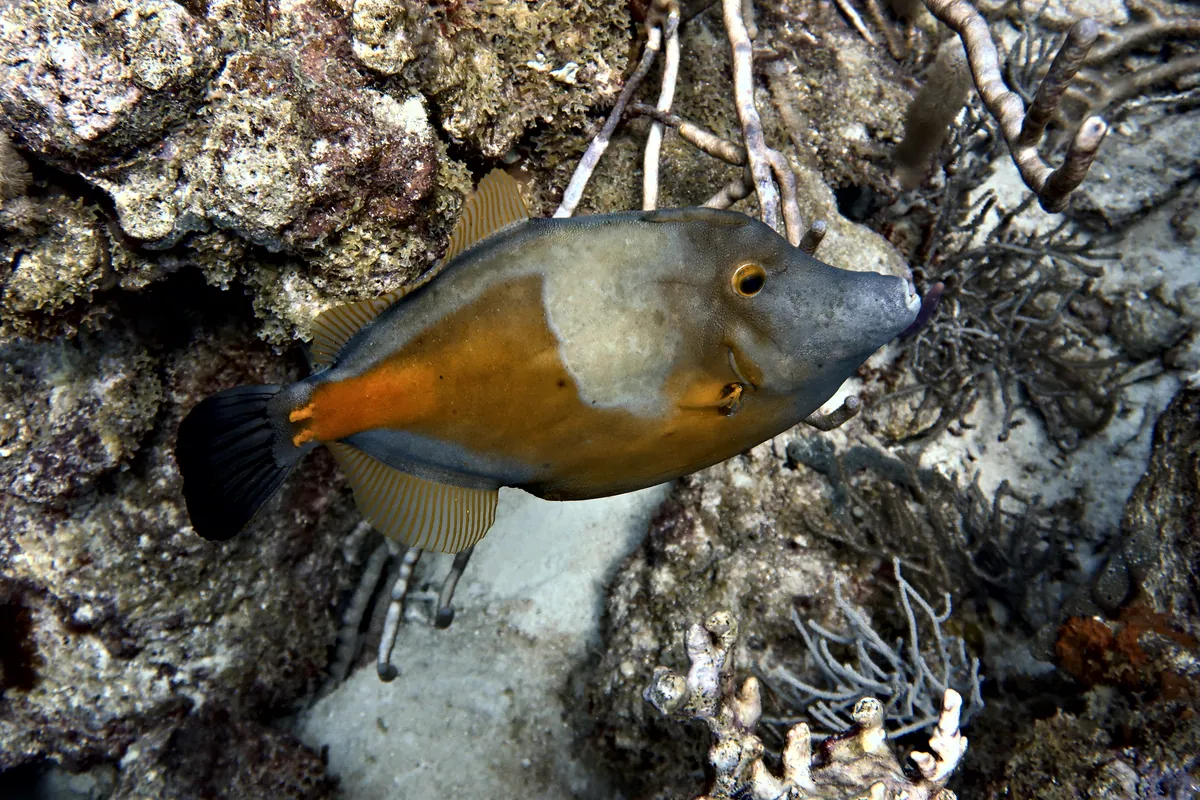 Whitespotted Filefish