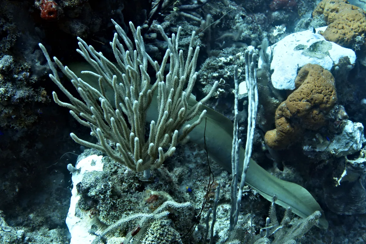 Green Moray