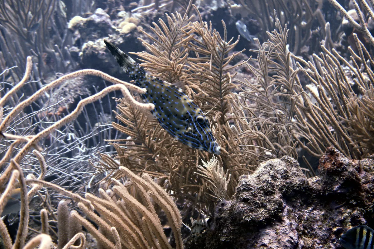 Scrawled Filefish
