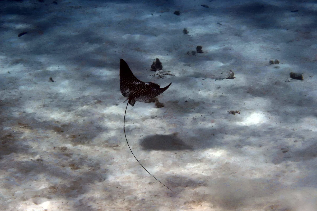 Spotted Eagle Ray