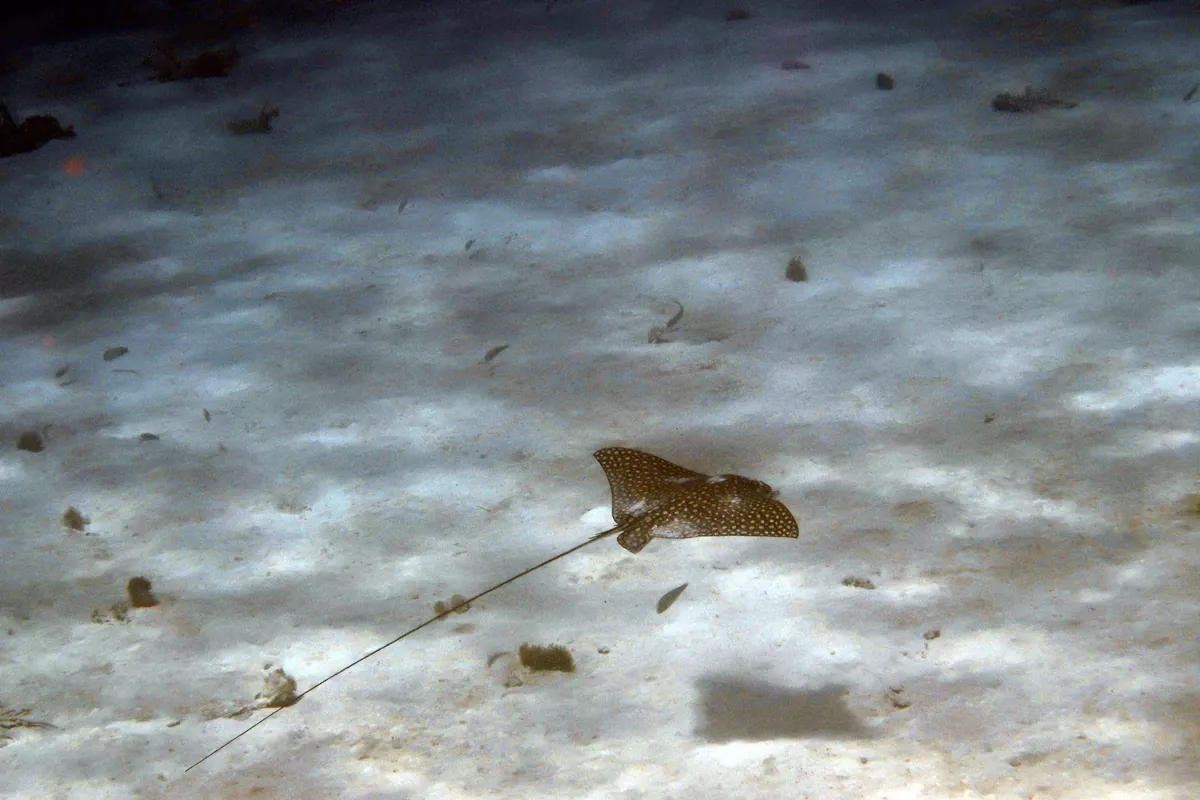Spotted Eagle Ray