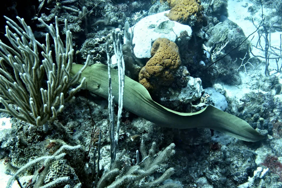 Green Moray