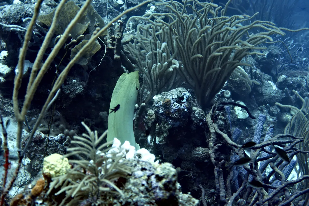 Green Moray