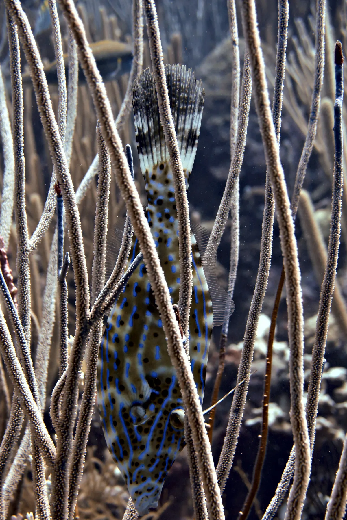 Scrawled Filefish