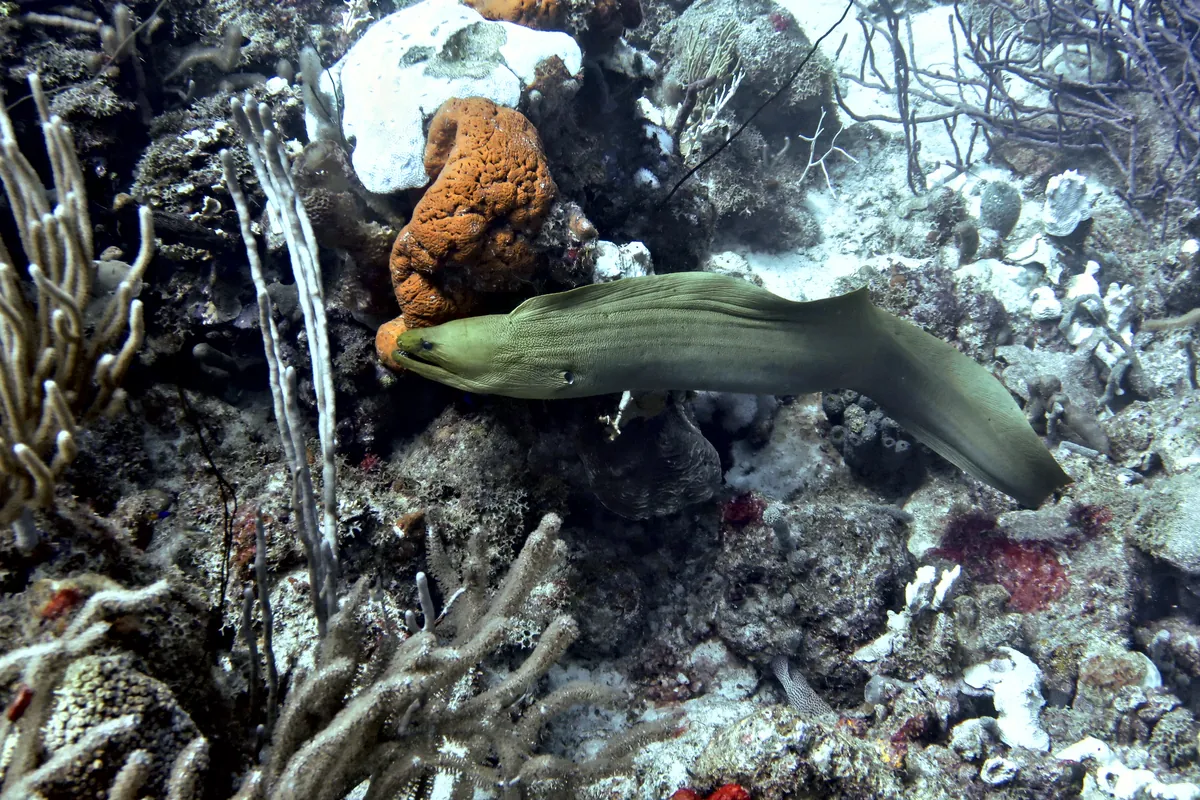 Green Moray