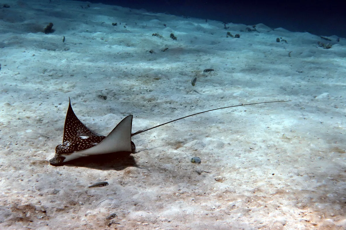 Spotted Eagle Ray