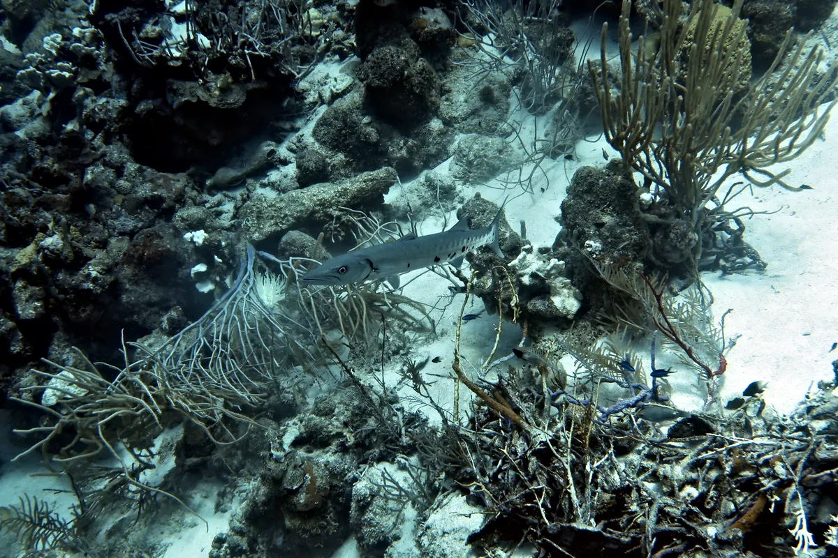 Great Barracuda