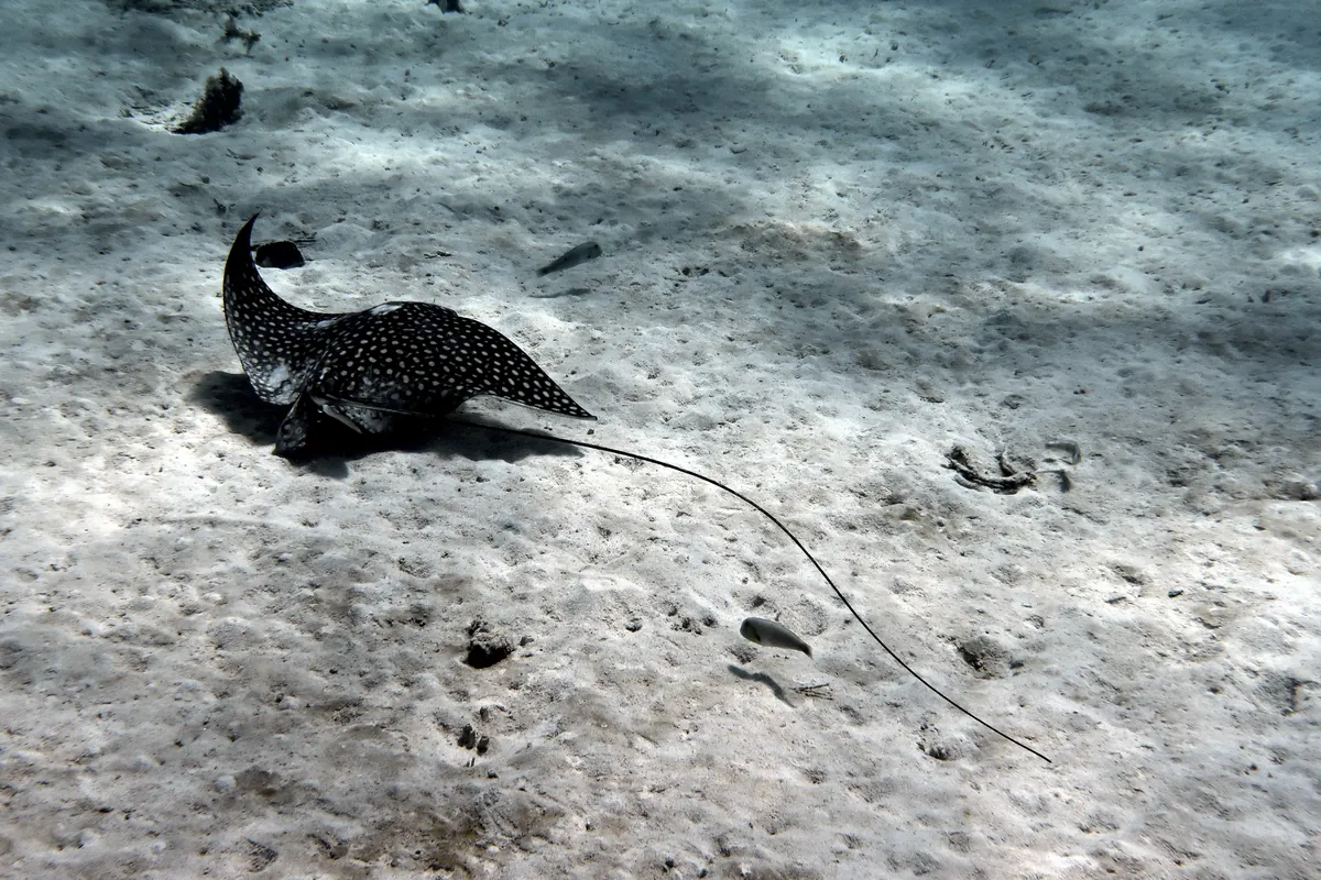 Spotted Eagle Ray
