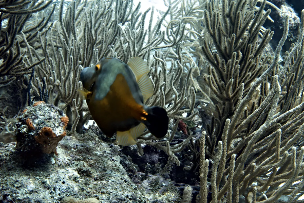 Whitespotted Filefish