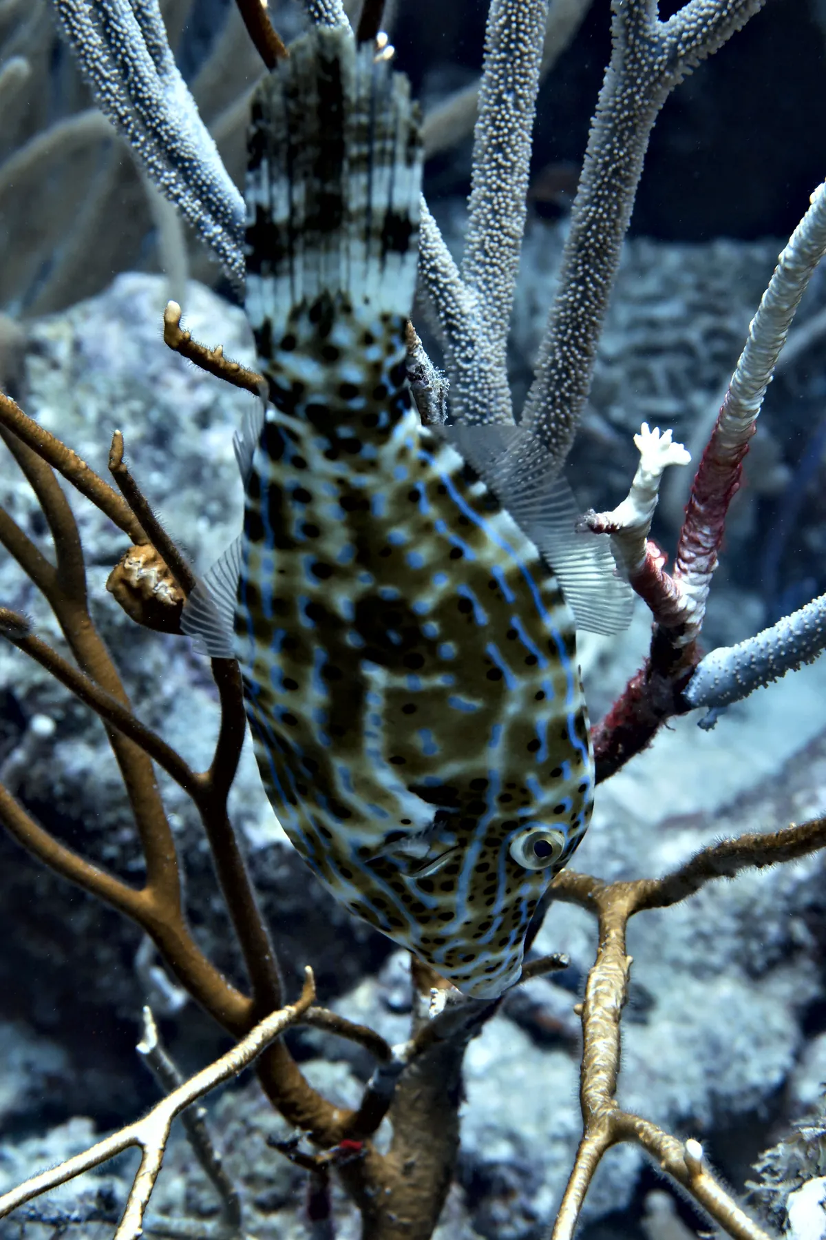 Scrawled Filefish