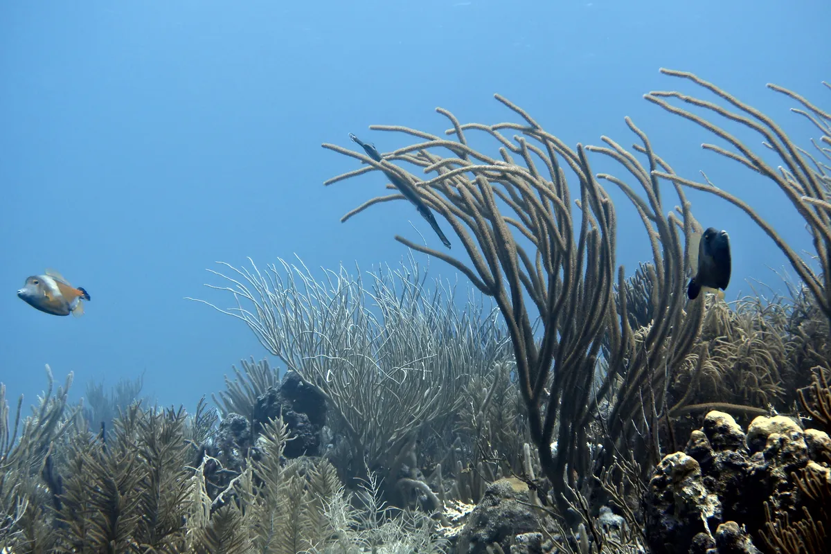 Trumpetfish