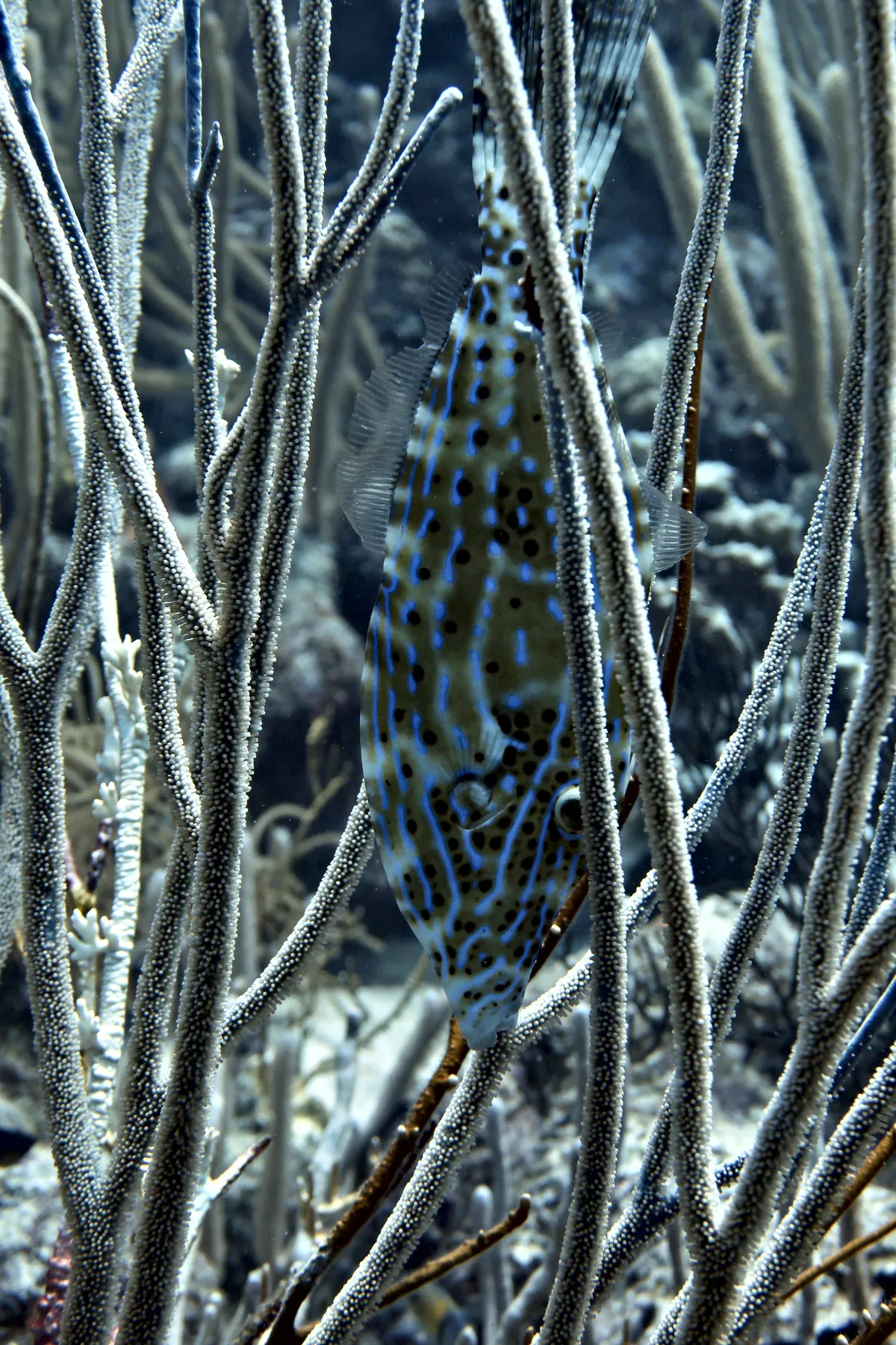 Scrawled Filefish