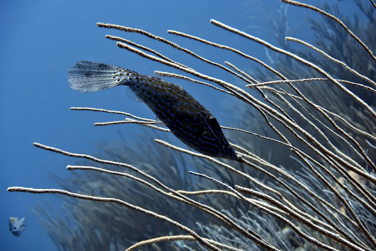 Scrawled Filefish