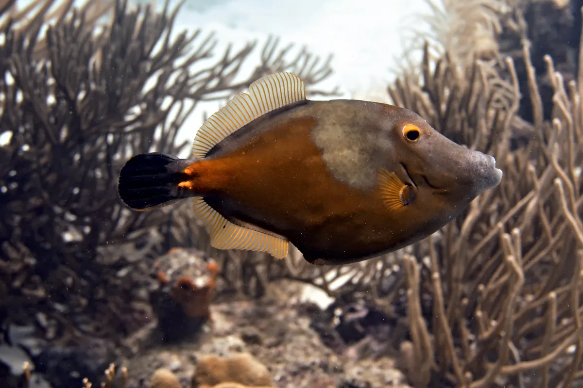 Whitespotted Filefish