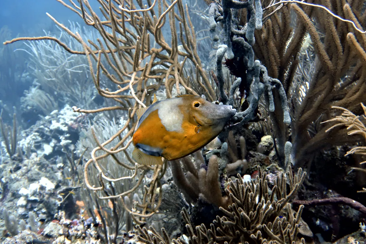 Whitespotted Filefish