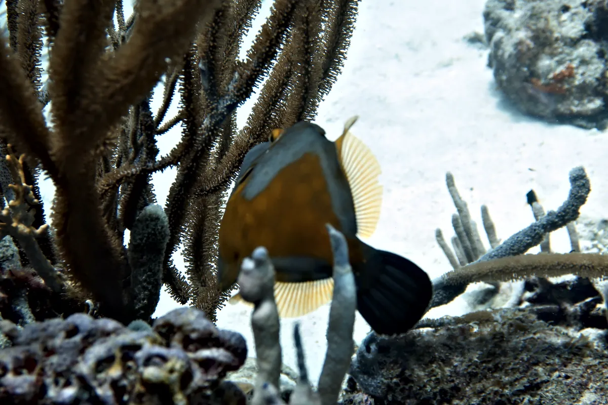 Whitespotted Filefish