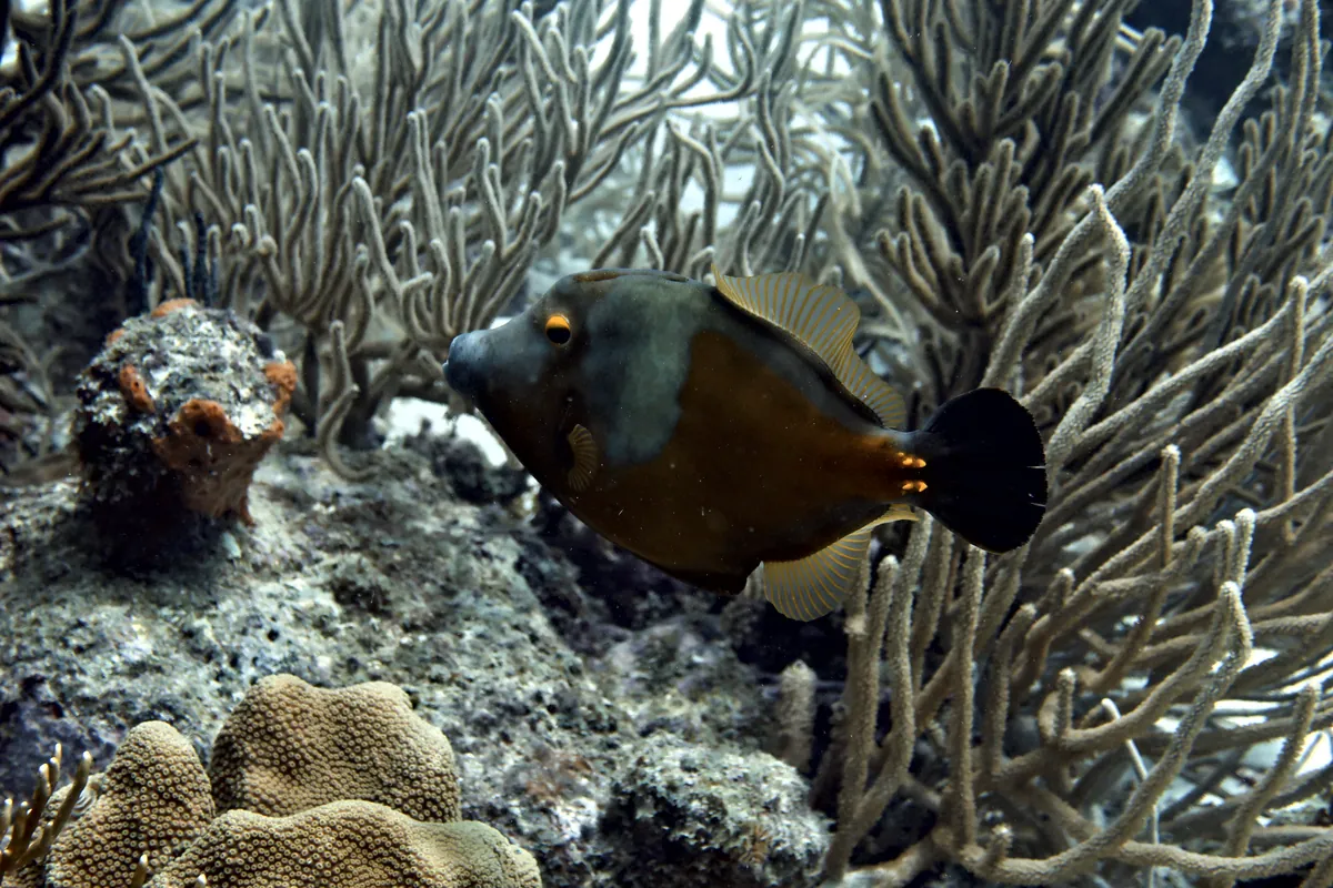 Whitespotted Filefish