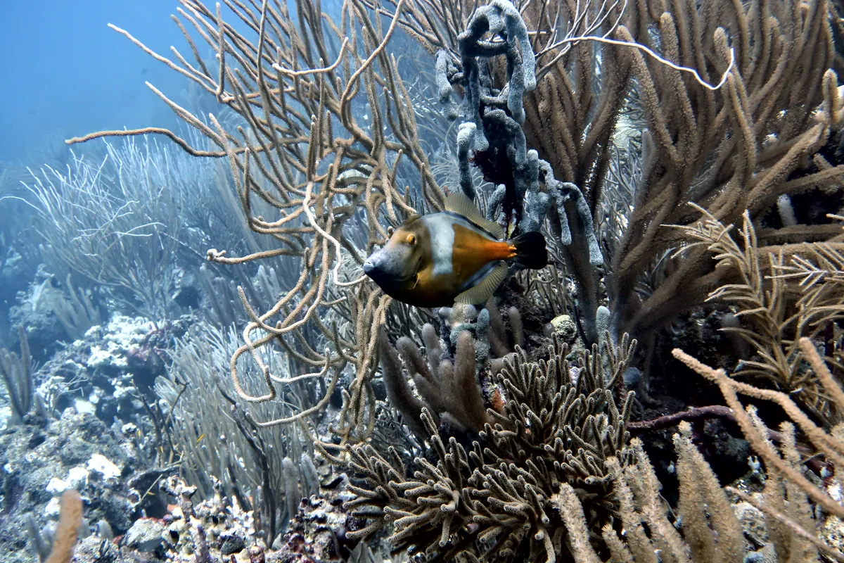 Whitespotted Filefish