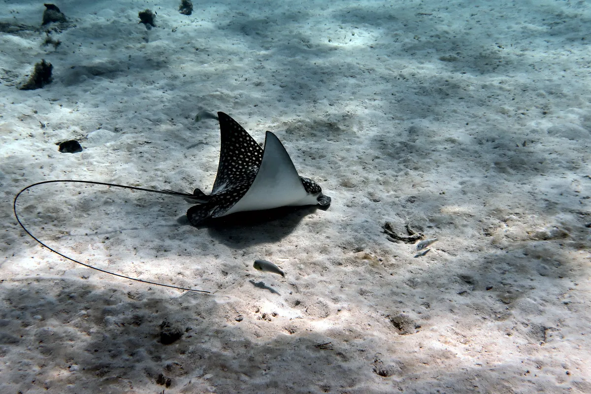 Spotted Eagle Ray
