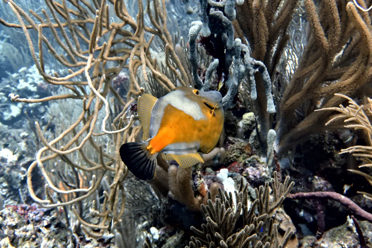 Whitespotted Filefish