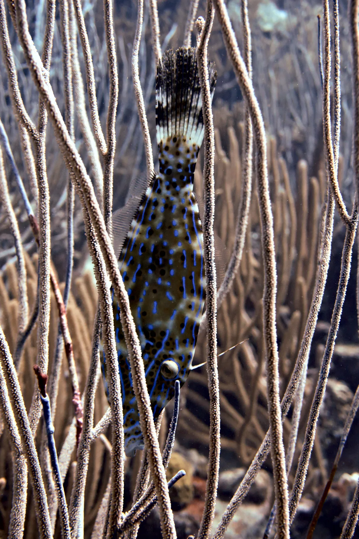 Scrawled Filefish