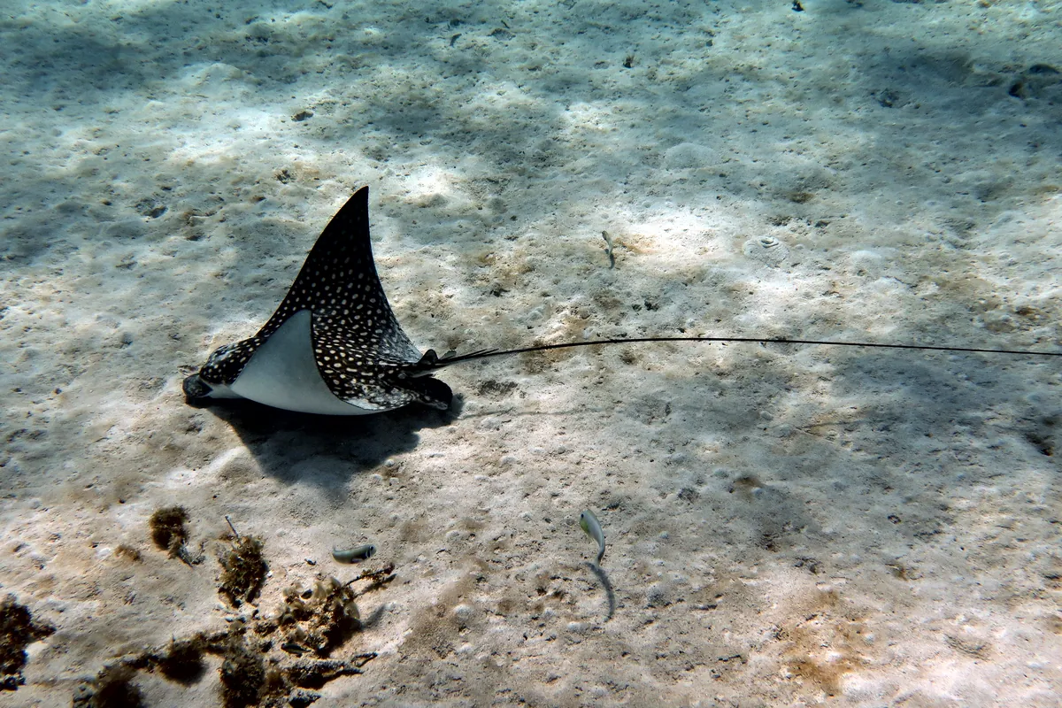 Spotted Eagle Ray