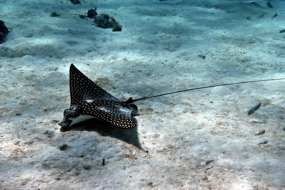 Spotted Eagle Ray