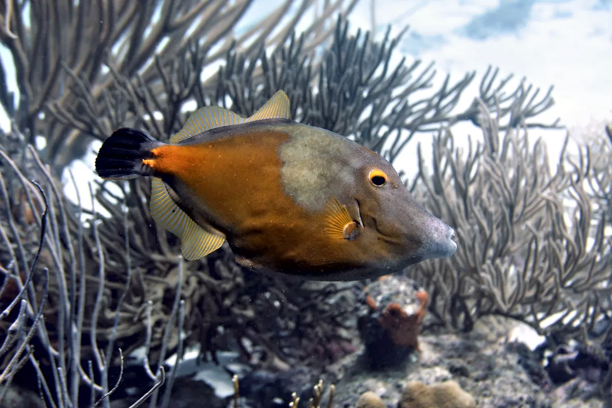 Whitespotted Filefish