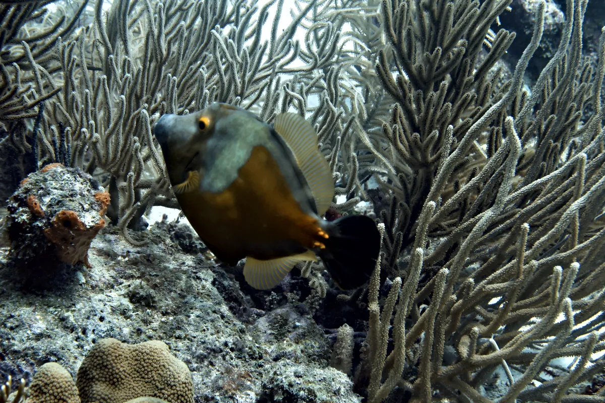 Whitespotted Filefish