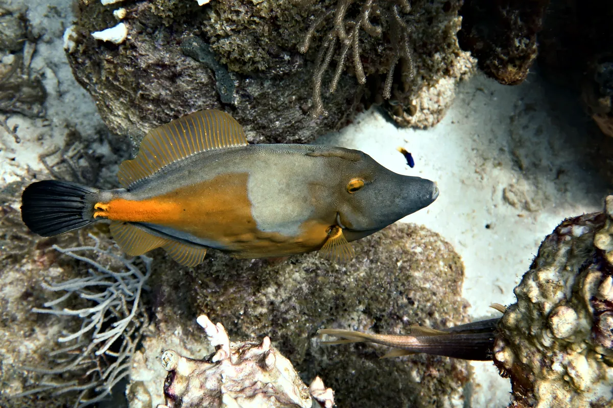 Whitespotted Filefish