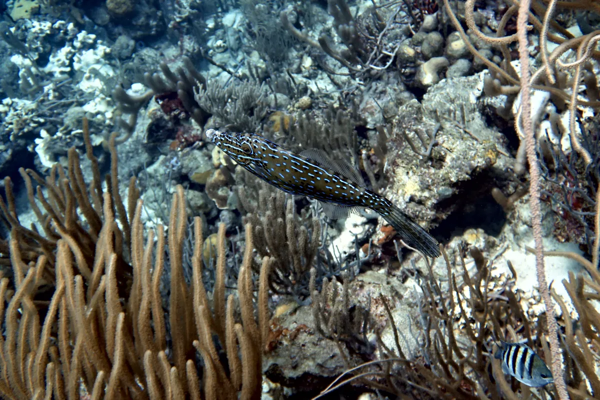Scrawled Filefish