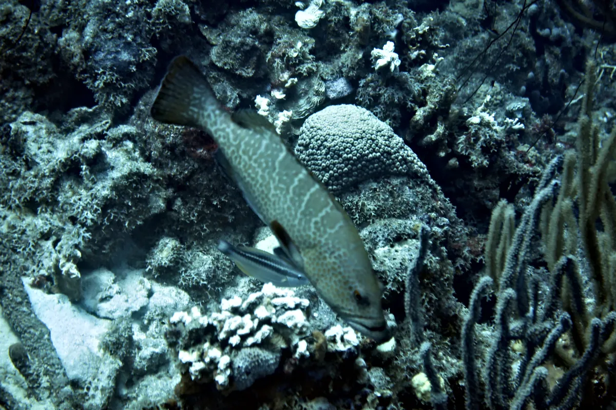 Tiger Grouper