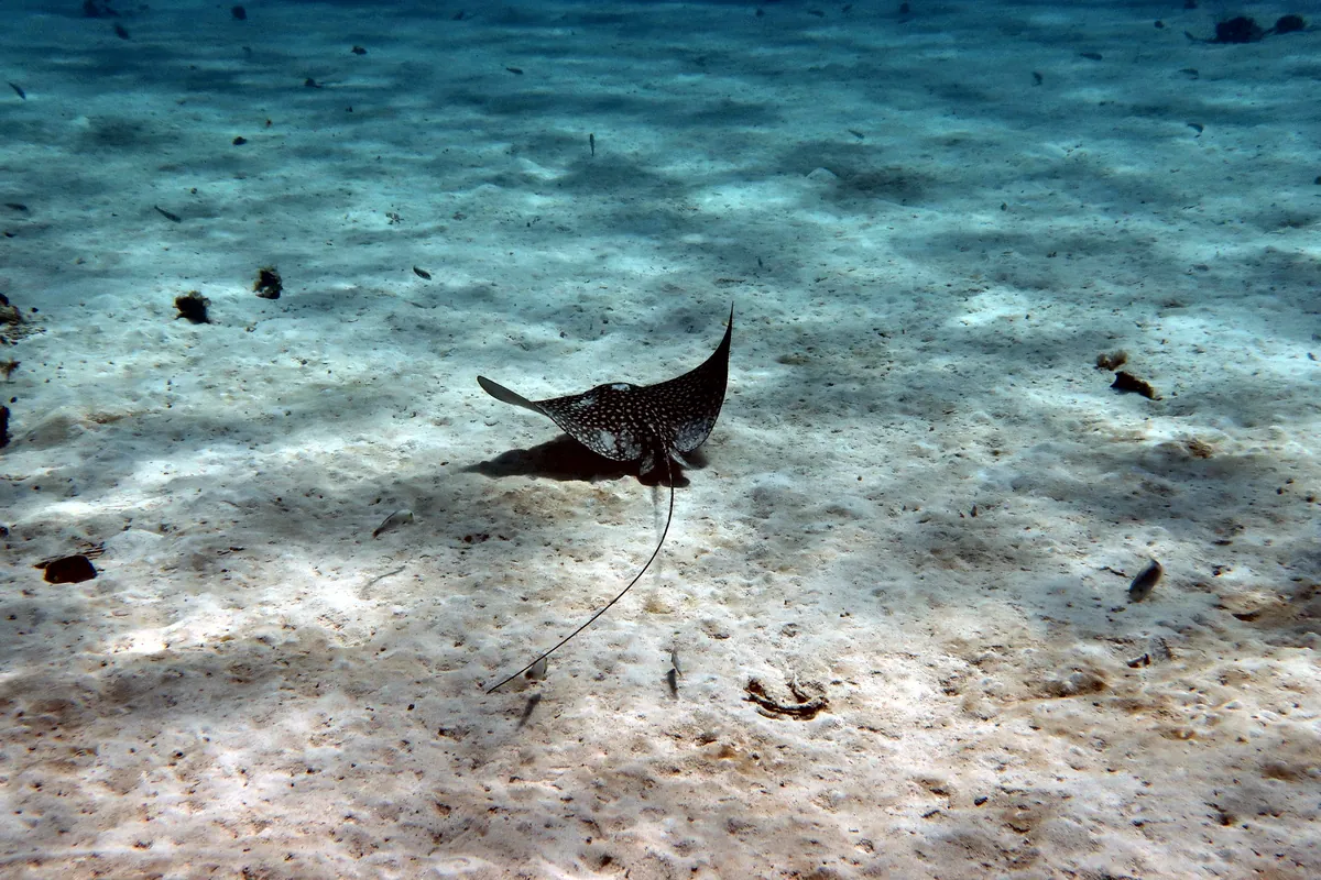 Spotted Eagle Ray