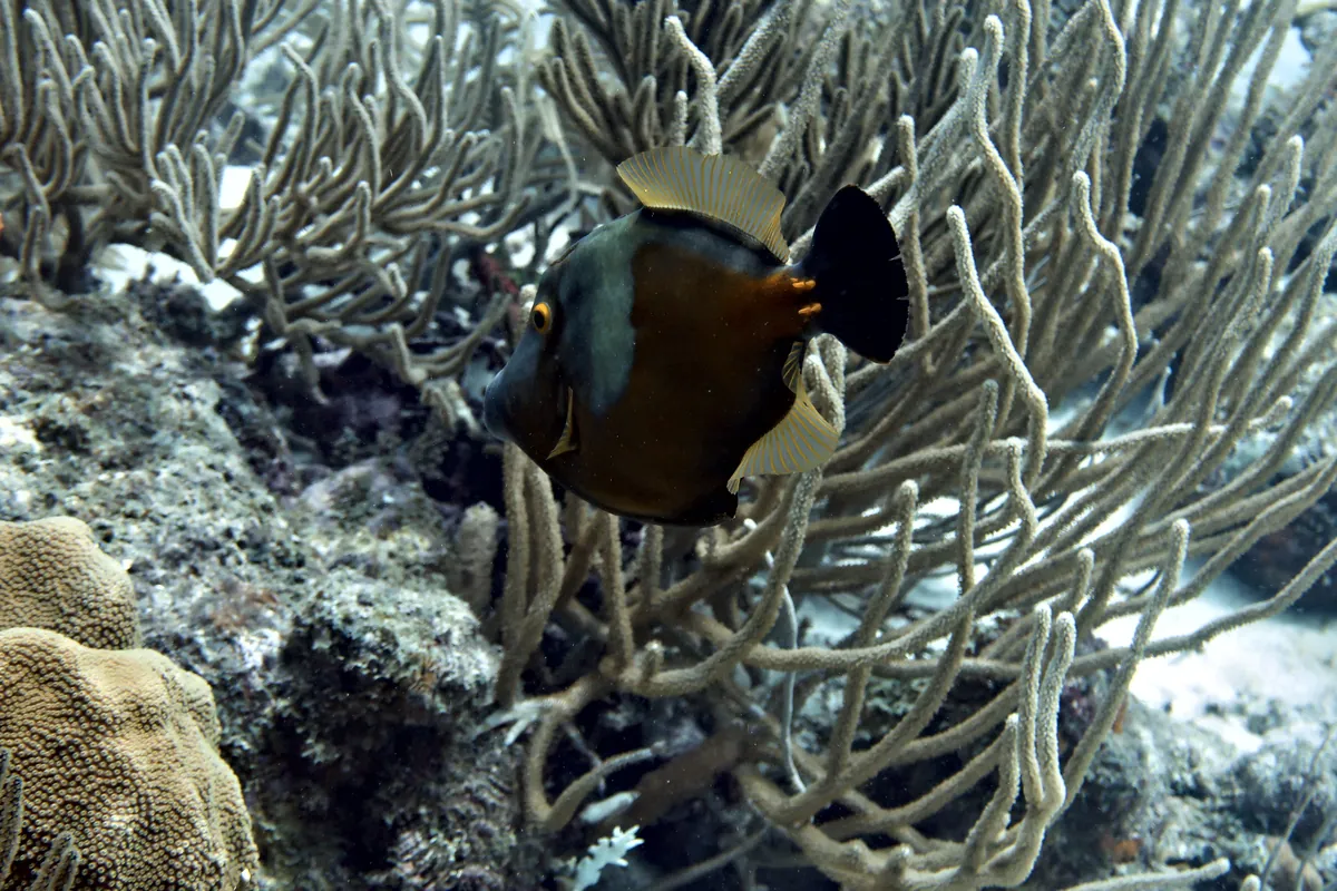 Whitespotted Filefish