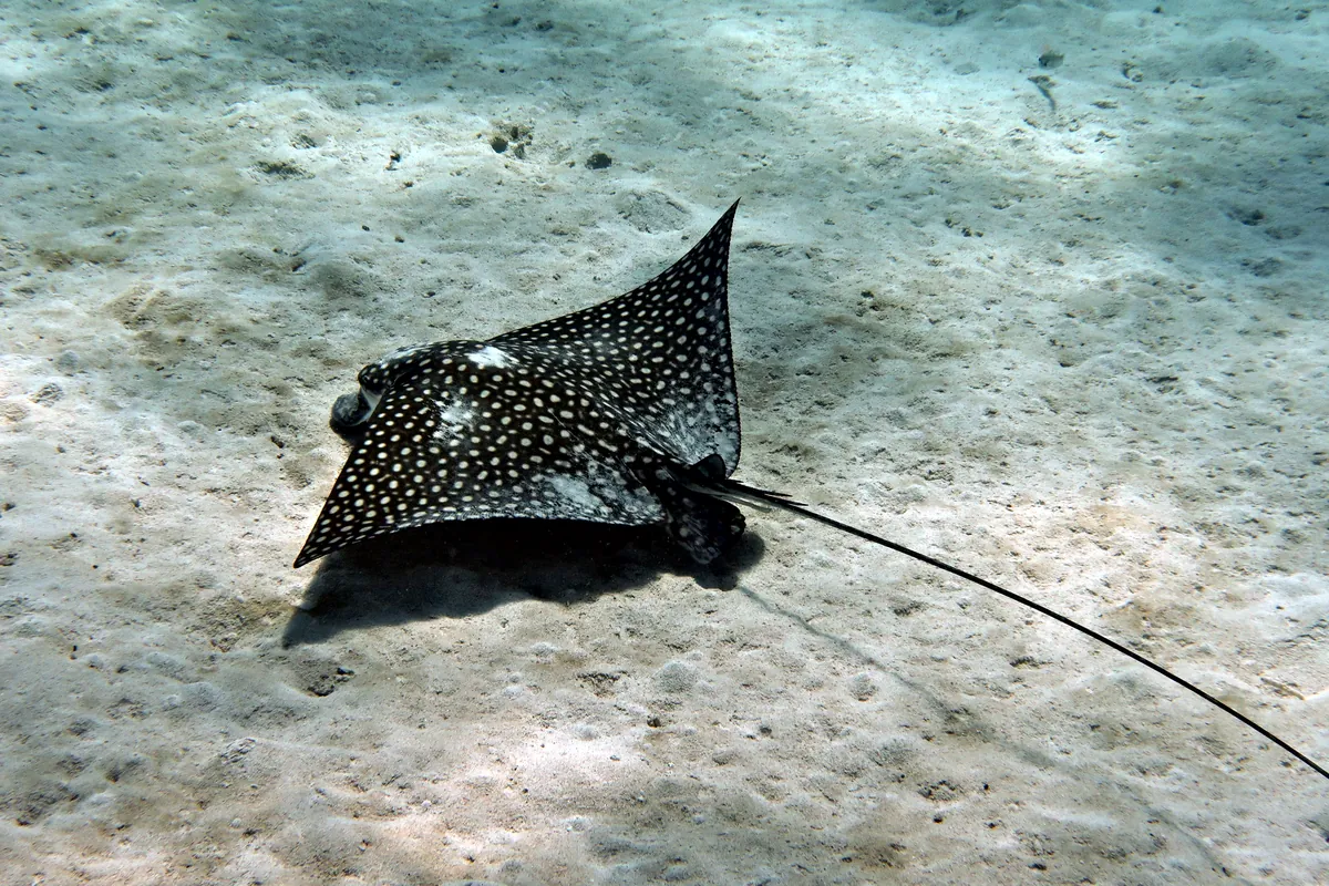 Spotted Eagle Ray