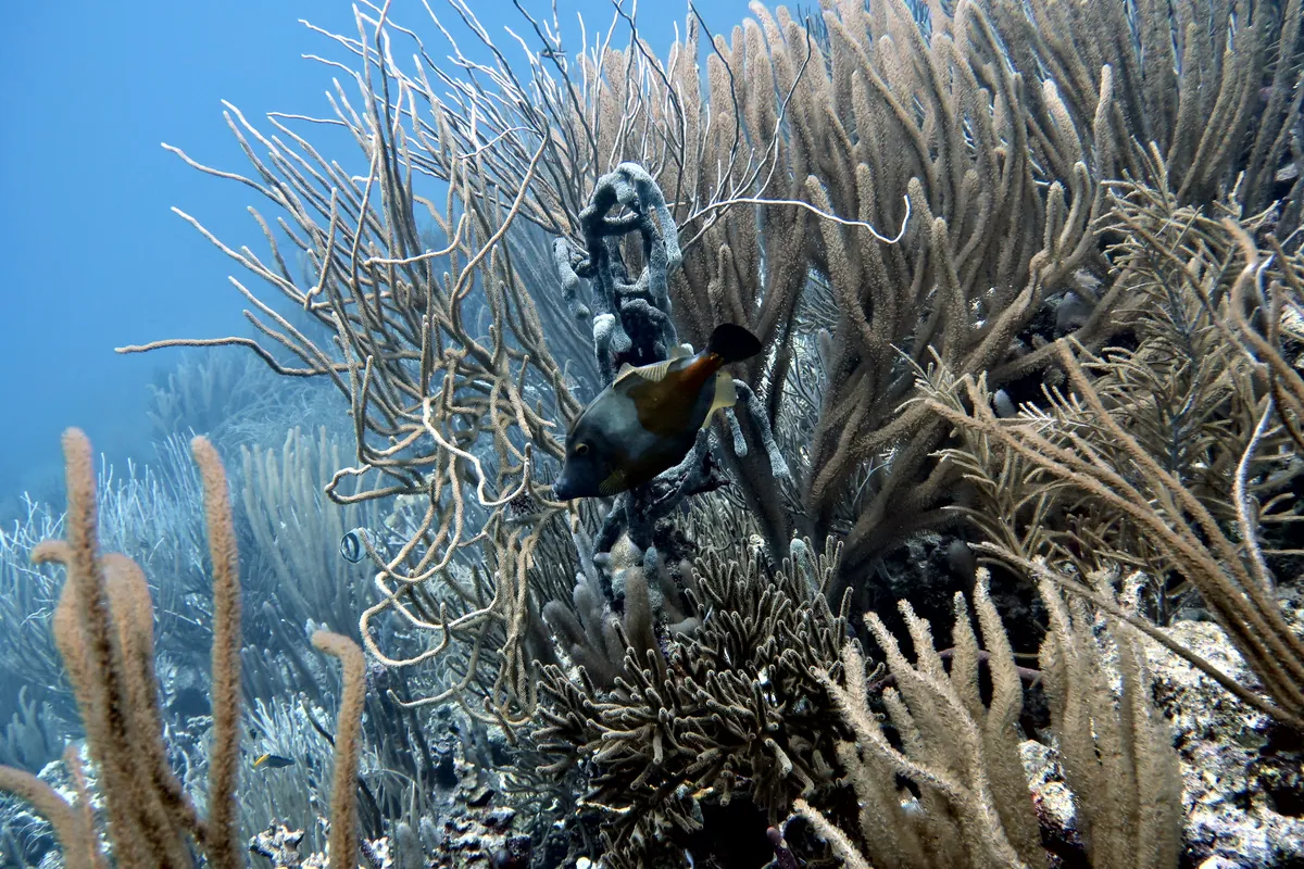Whitespotted Filefish