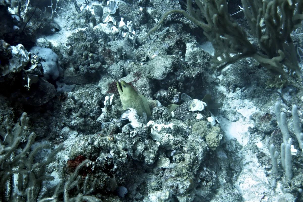 Green Moray
