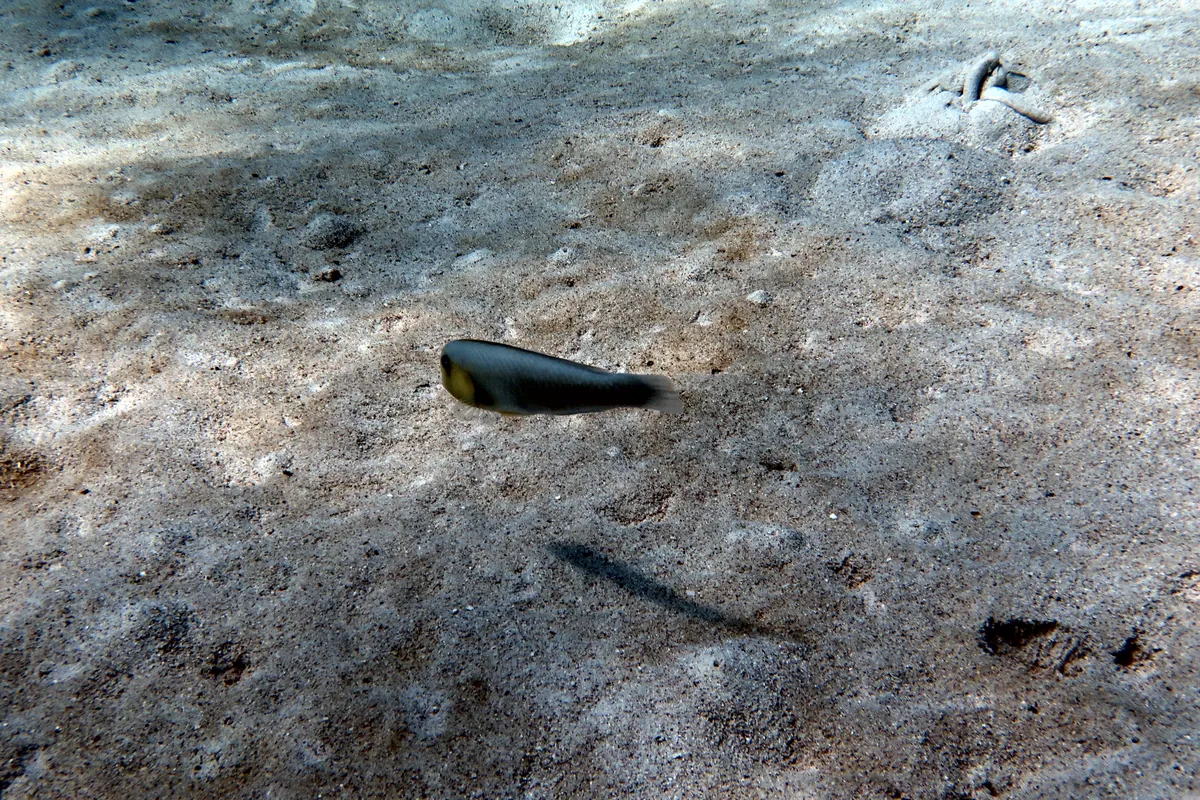 Rosy Razorfish
