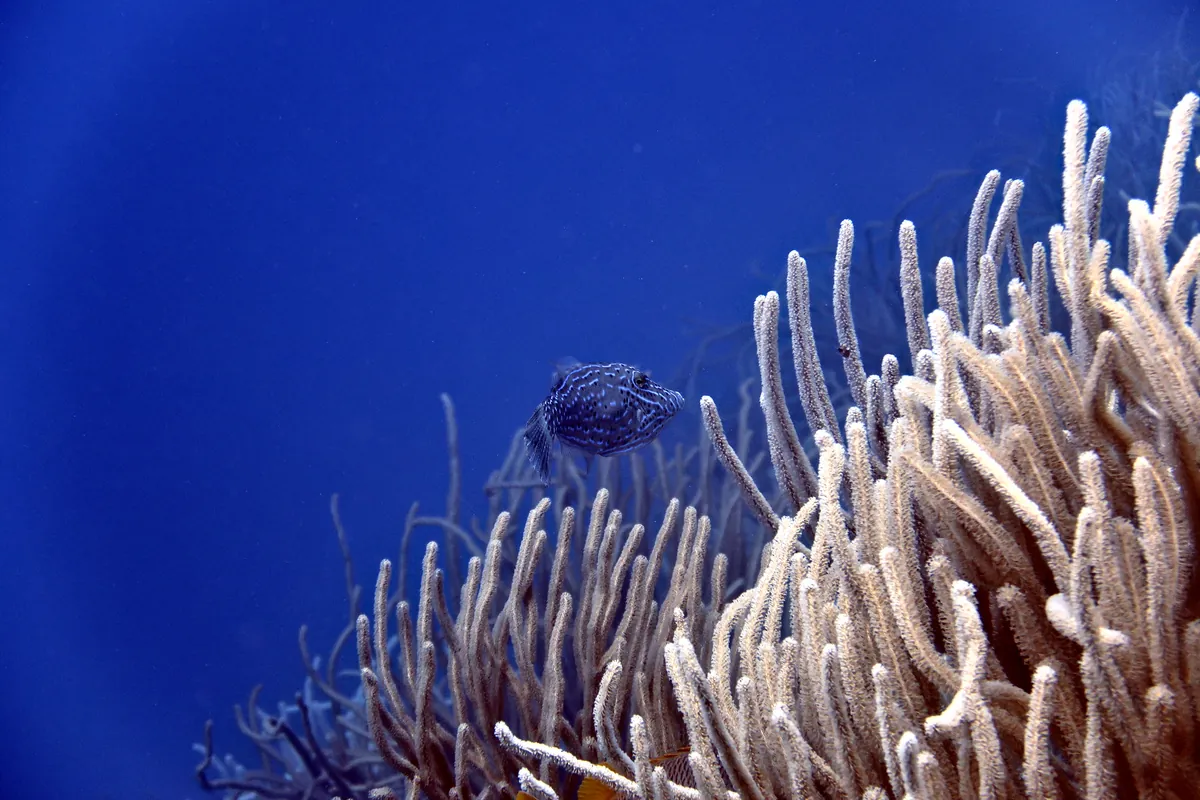 Scrawled Filefish