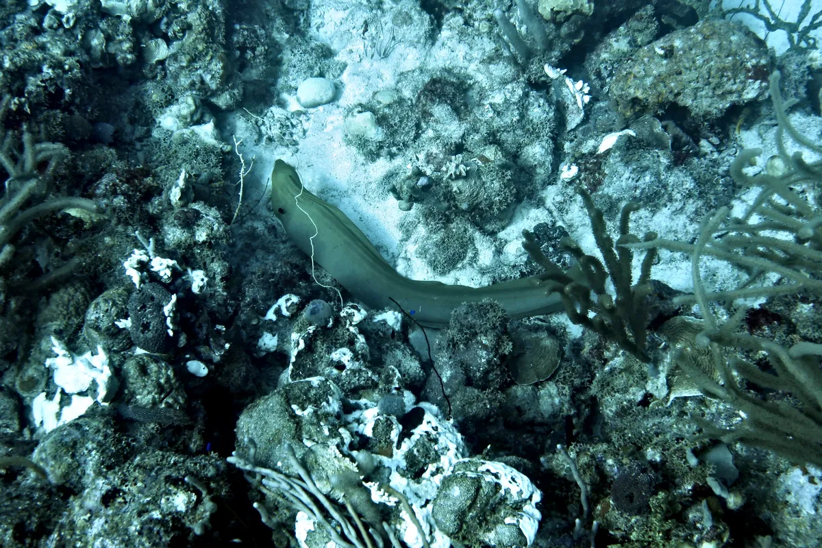 Green Moray