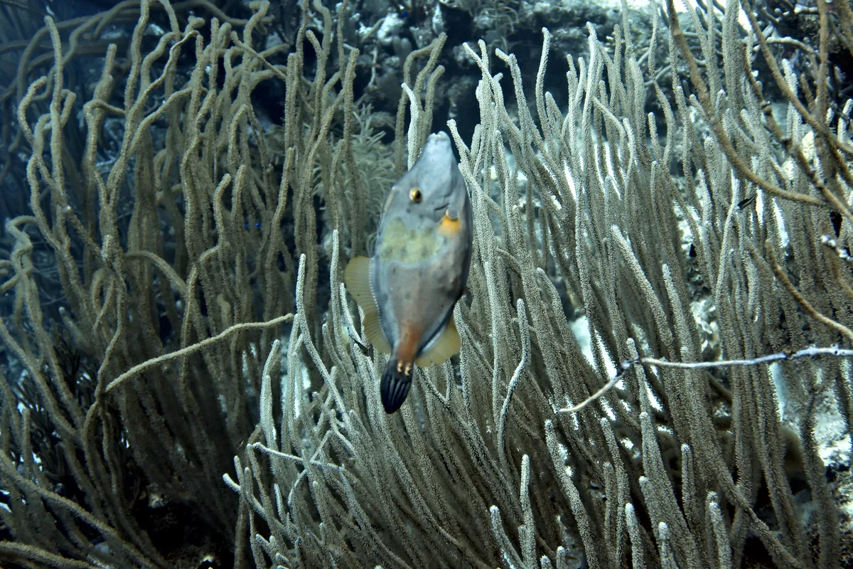 Whitespotted Filefish