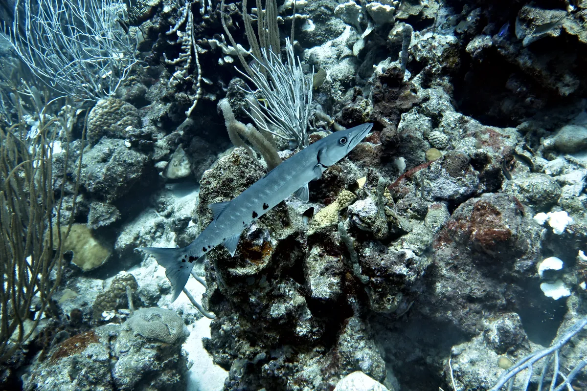 Great Barracuda