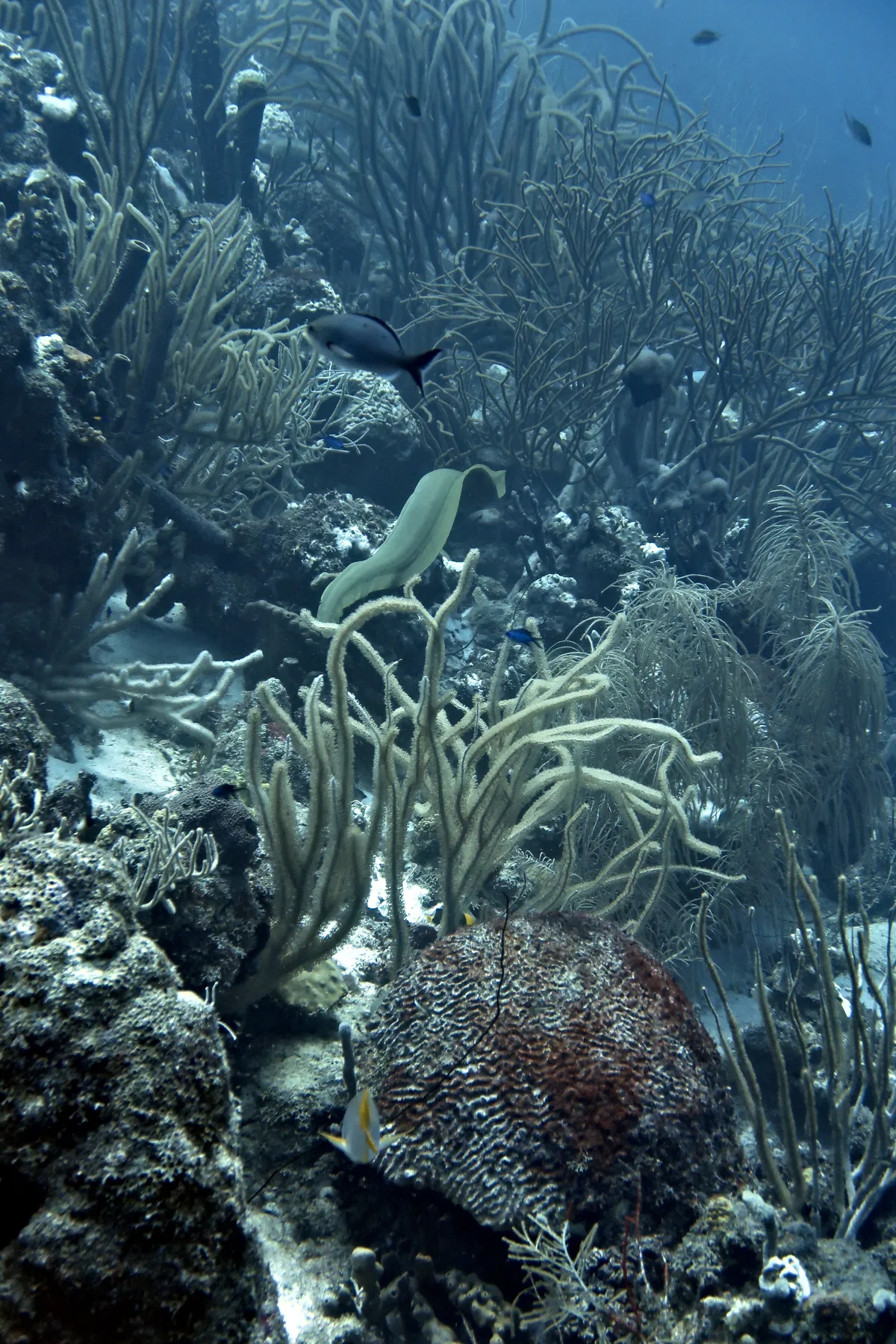 Green Moray