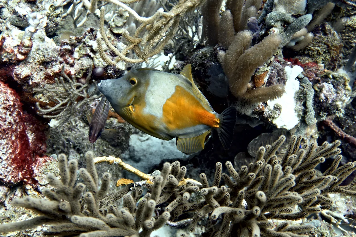 Whitespotted Filefish