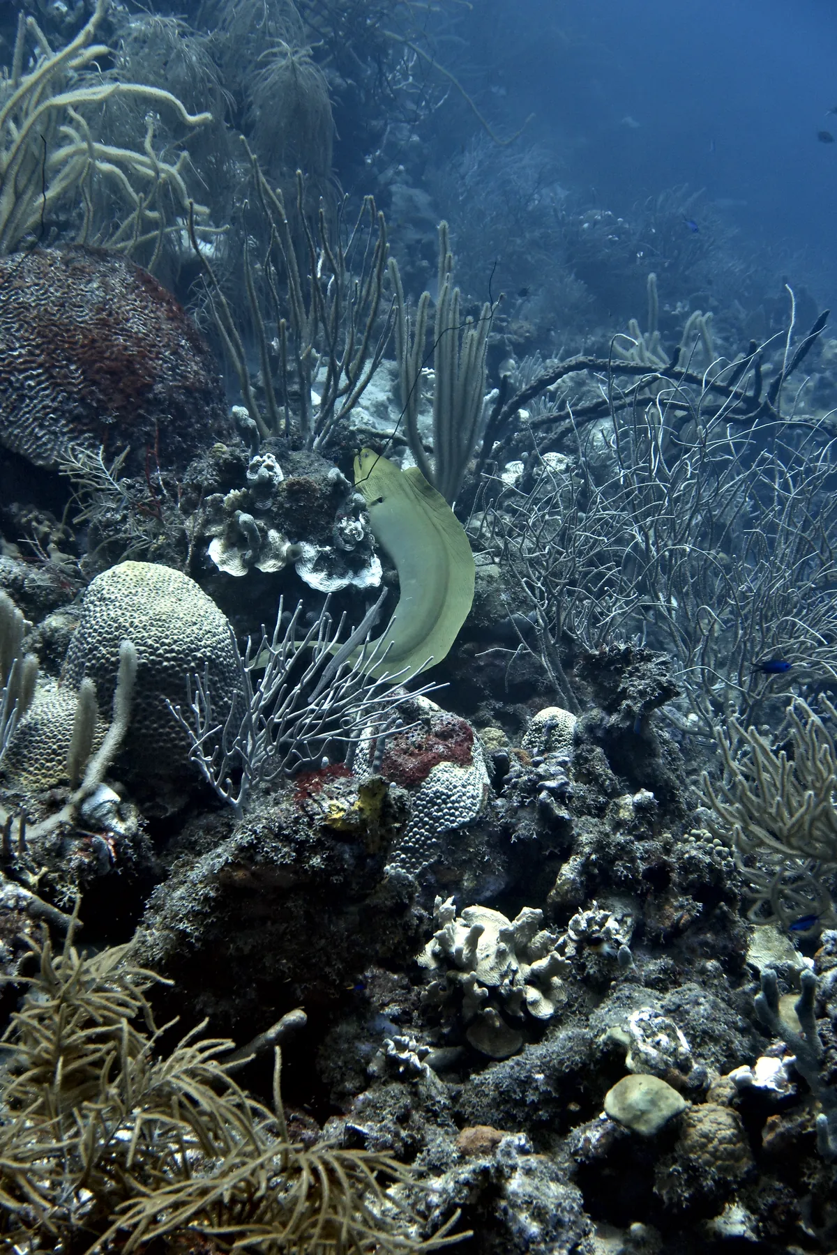 Green Moray